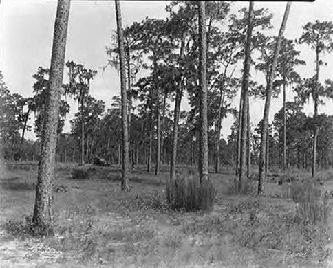 land