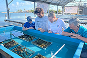 aoa体育’s Keys Marine Laboratory welcomes 1,050 coral babies to help restore Florida’s reef after bleaching event
