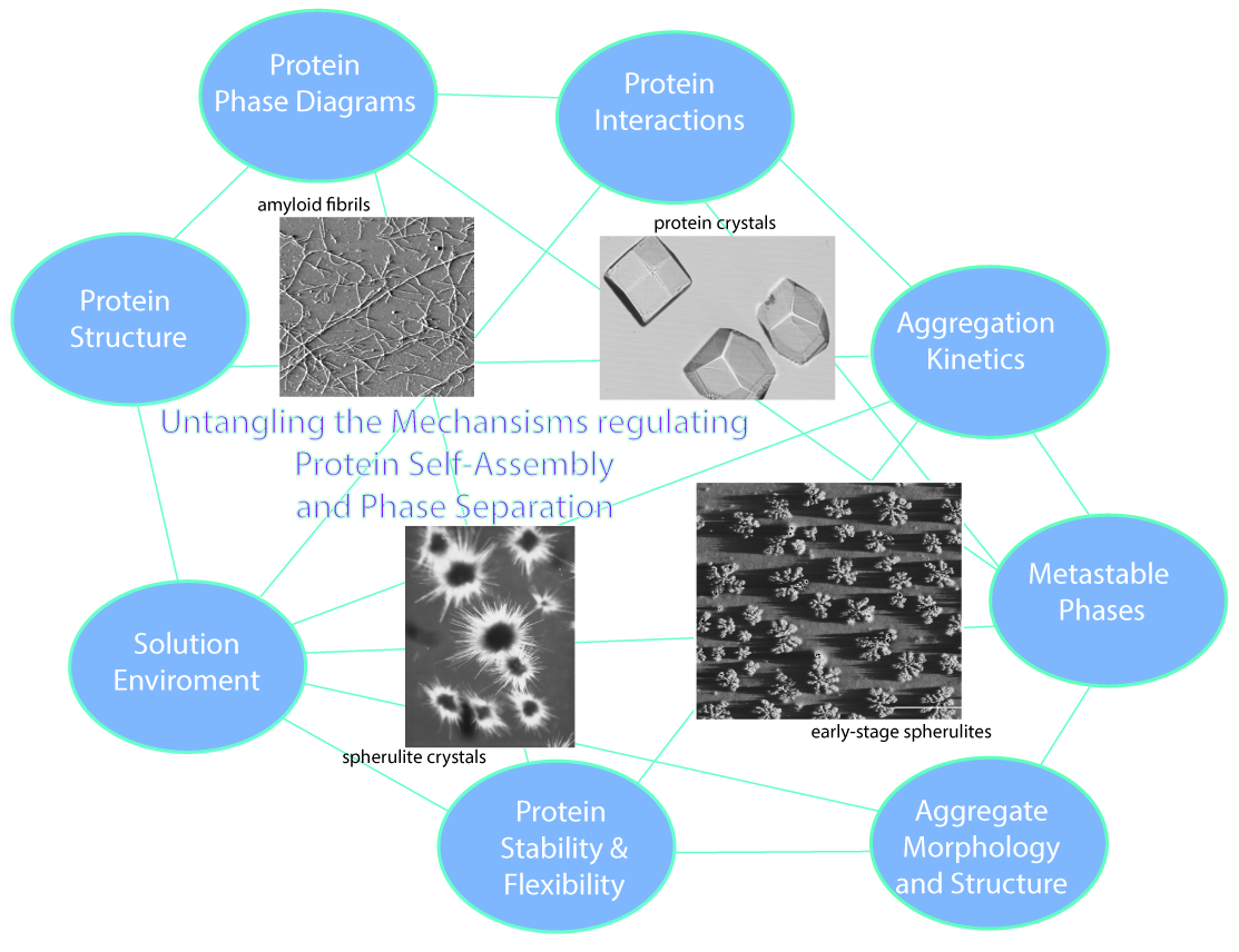 Protein Self-Assembly and Phase Separation