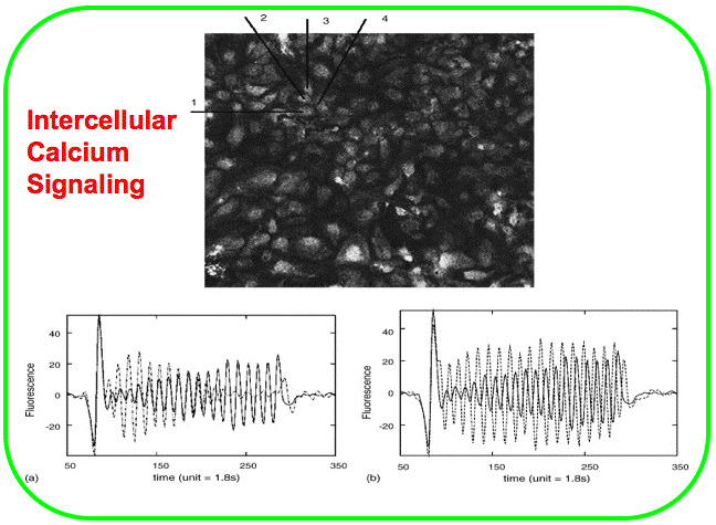 Intercellular Calcium Signaling