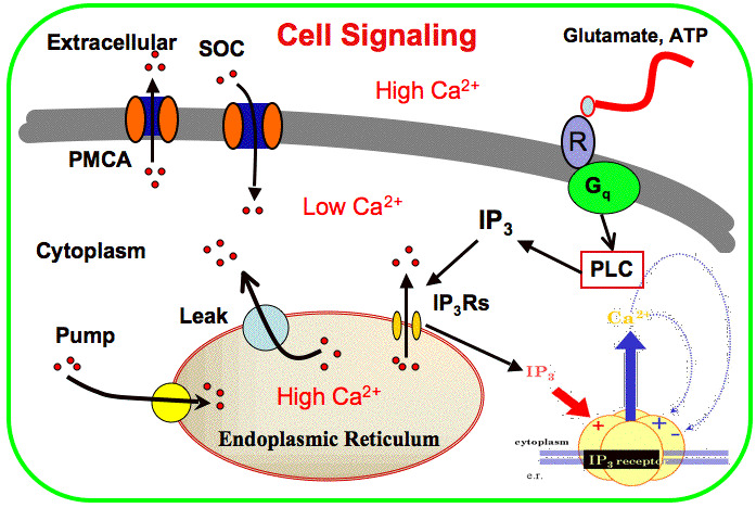Cell Signaling