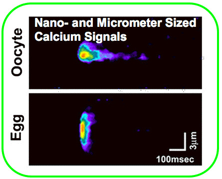 Nano and Micrometer Sized Signals
