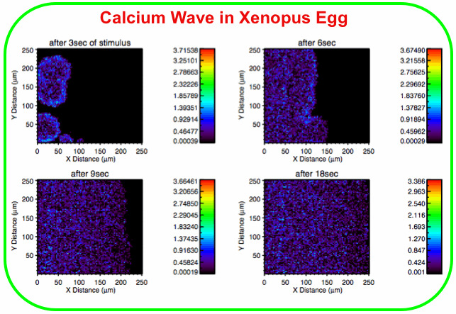 Calcium Wave in Xenopus Egg