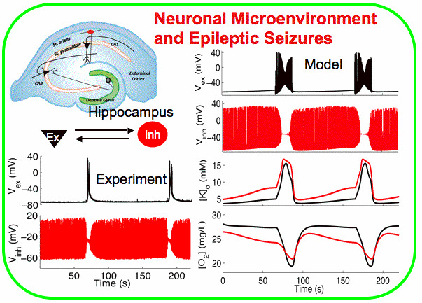 Neuronal Microenvironment and Epileptic Seizures