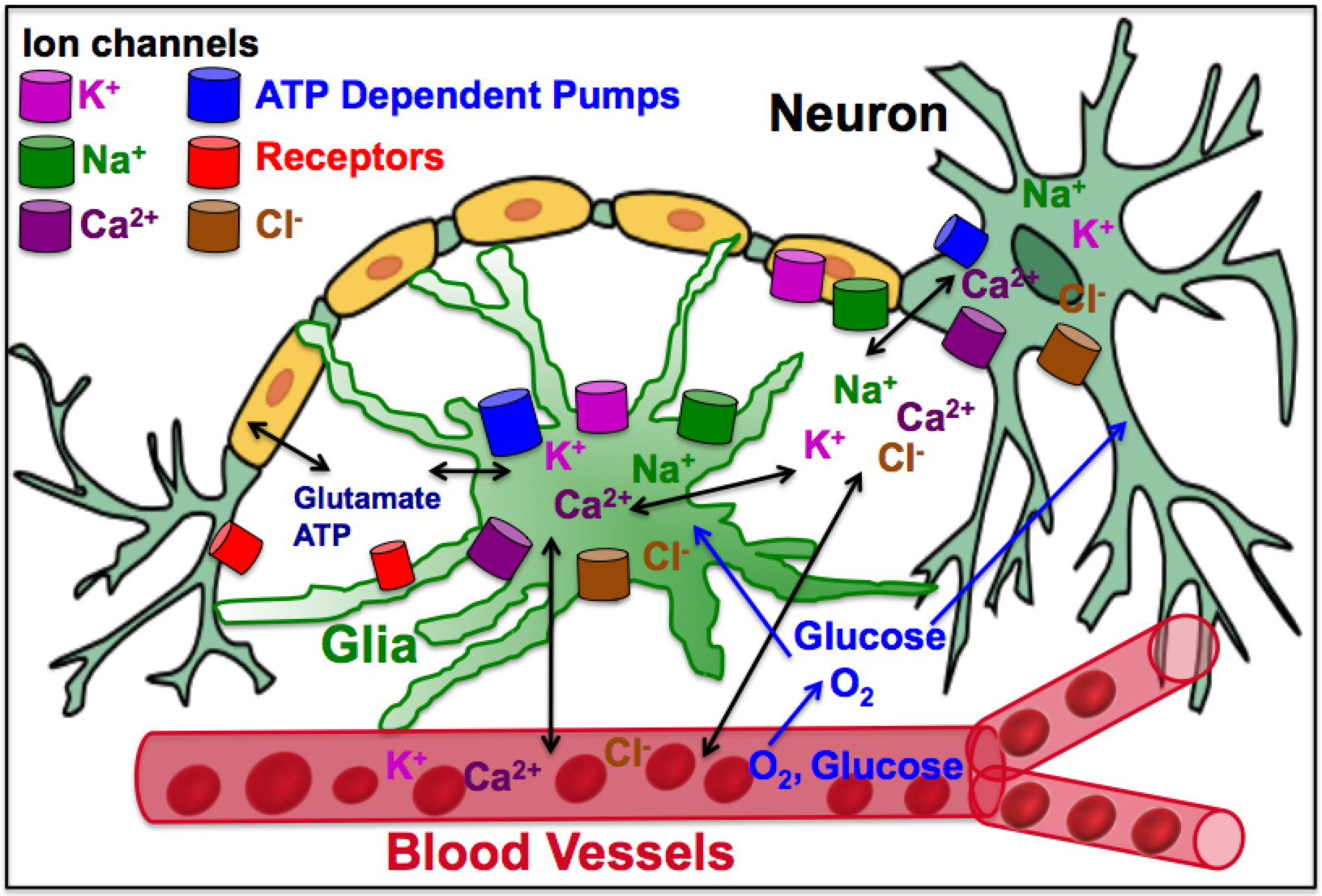 Neuronal Microenvironment
