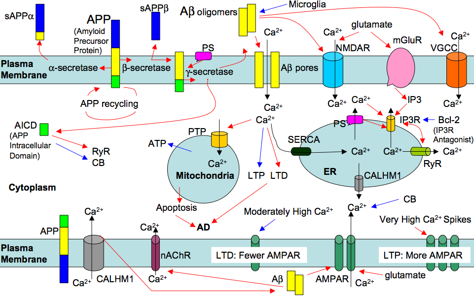 Calcium signaling in neurodegenerative diseases