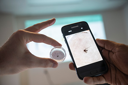 taking photo of mosquito to upload to app for citizen science