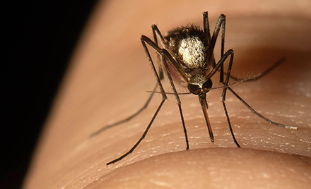 Aedes scapularis, an invasive species that causes yellow fever