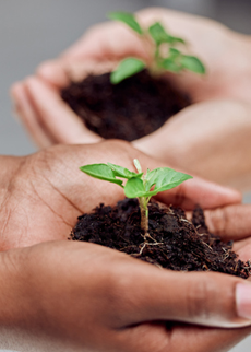 Soil