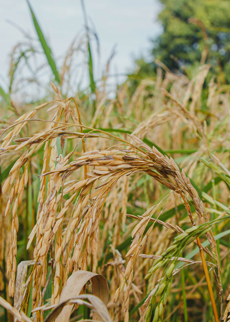 rice